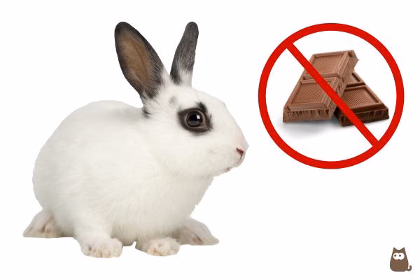 ¿Qué es bueno para desintoxicar a un conejo?