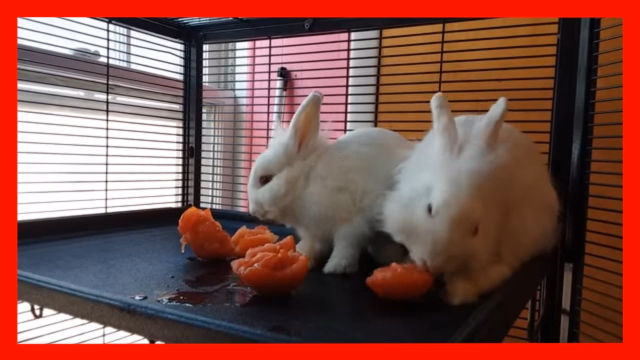 ¿Pueden los conejos comer tomates verdes todos los días?