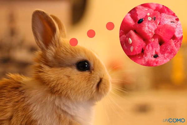 ¿Qué pasa si le doy sandía a mi conejo?