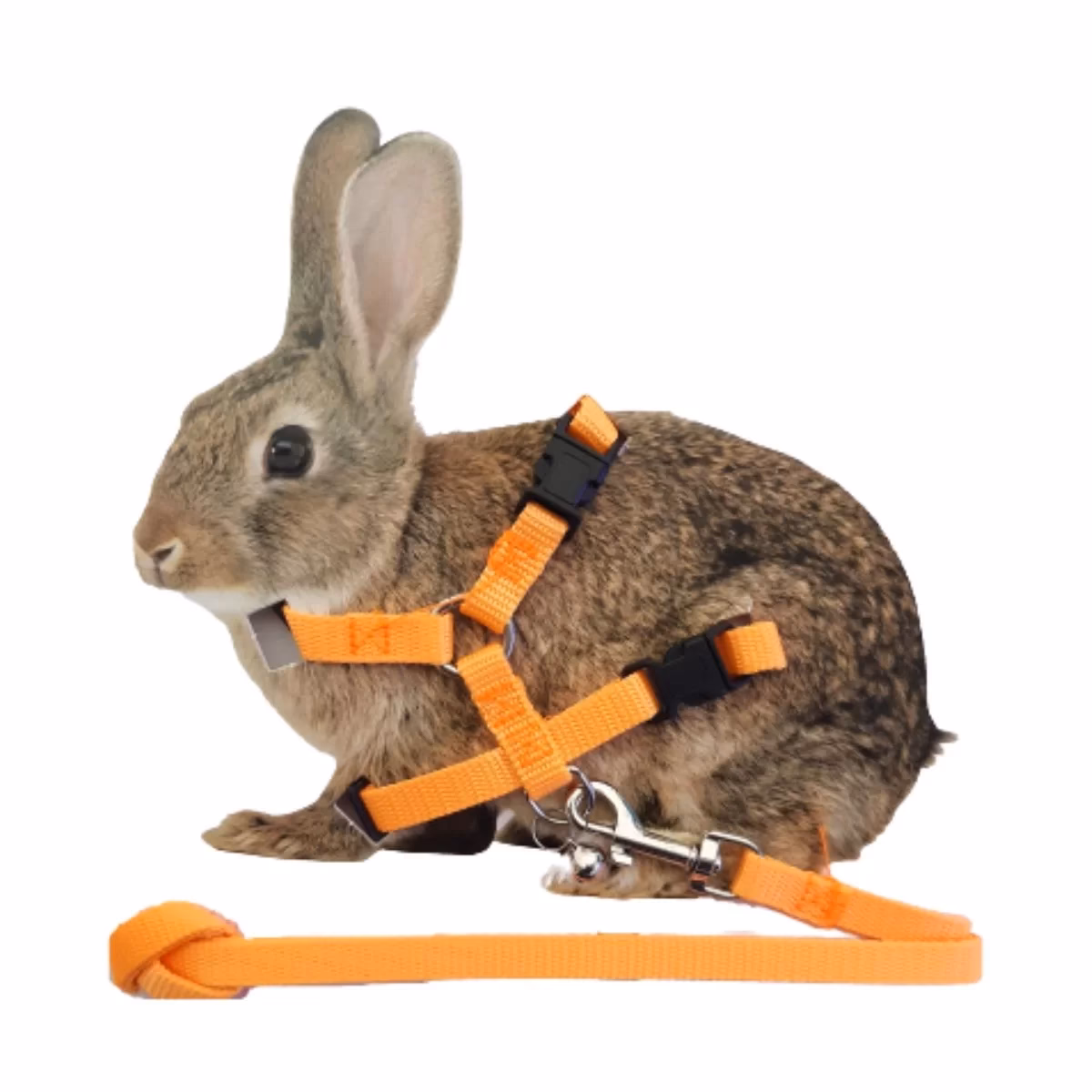 ¿Qué es un conejo poncho?