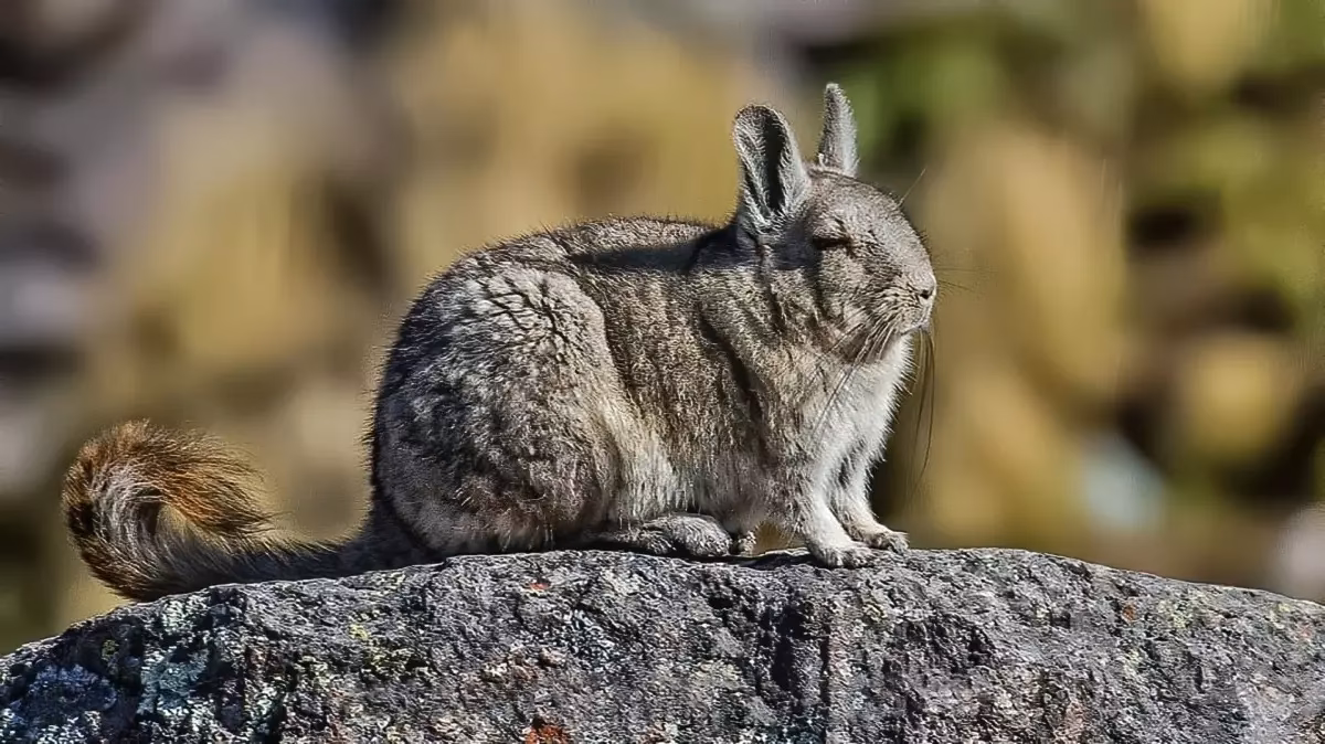 ¿Para qué se utiliza la cola de conejo?