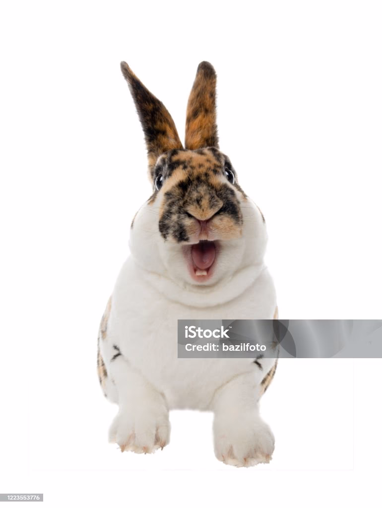 ¿Por qué mi conejo tiene la boca abierta?