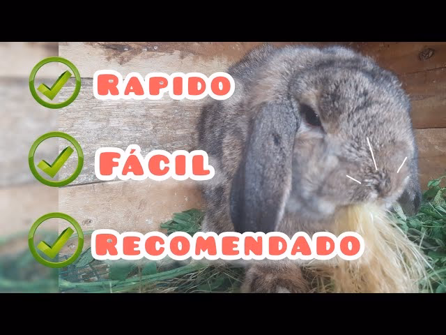 ¿Es normal que mi conejito tenga mocos?