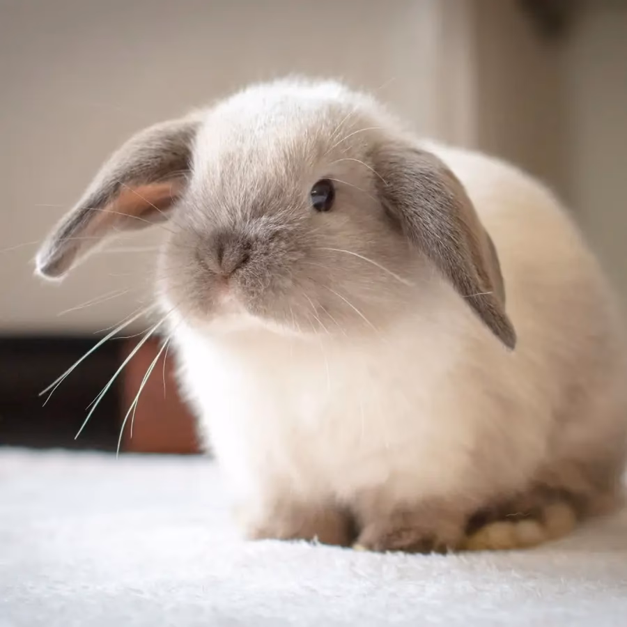 ¿Por qué mi conejo tiene los ojos grandes?