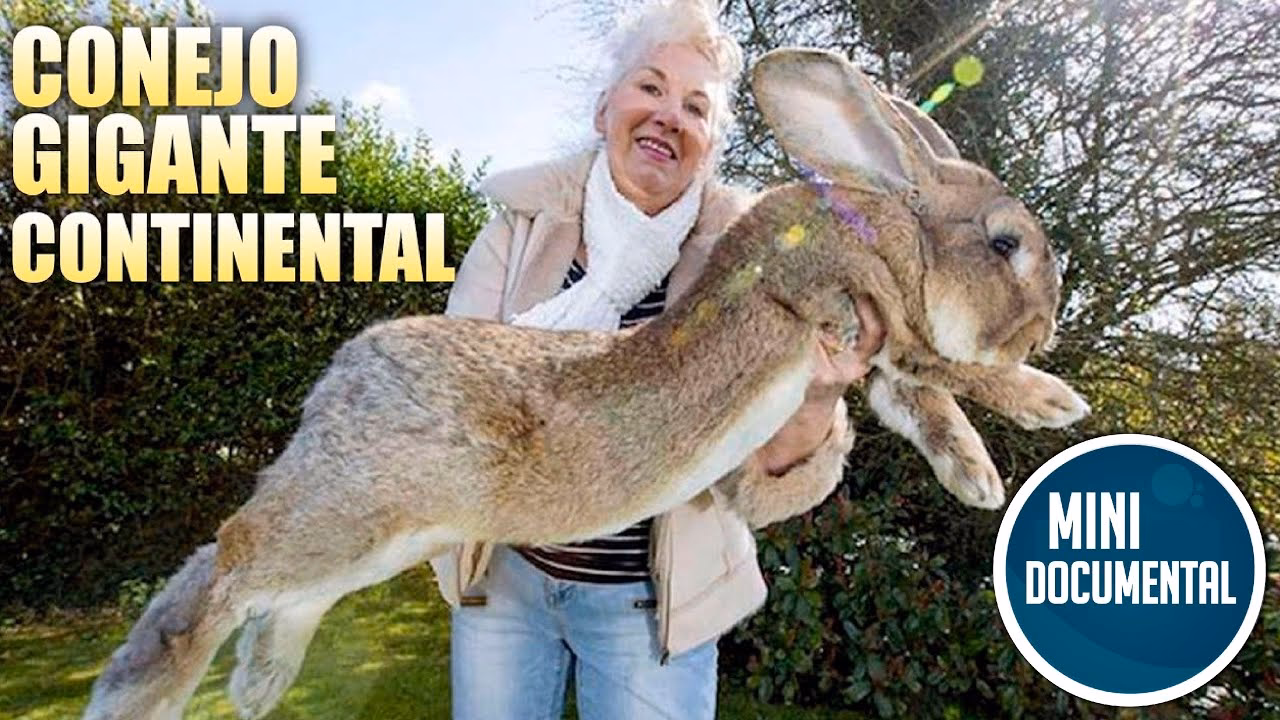¿Cuanto cuestan los conejos continentales?