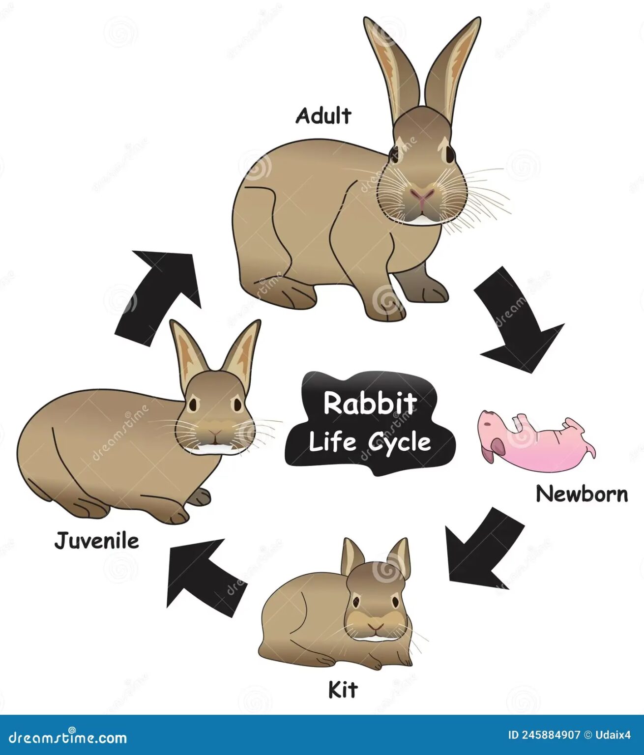 Edad del Conejo Bebé: Guía Completa | Mundo Conejo