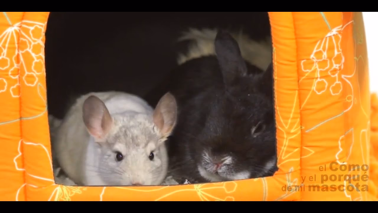 ¿Qué parentesco tiene el cuy con la rata?