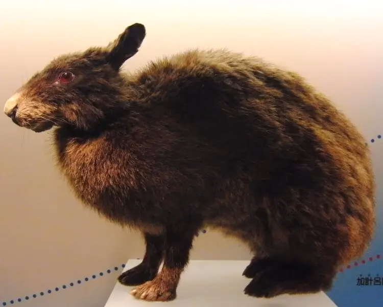 ¿Por qué son importantes los conejos amami?