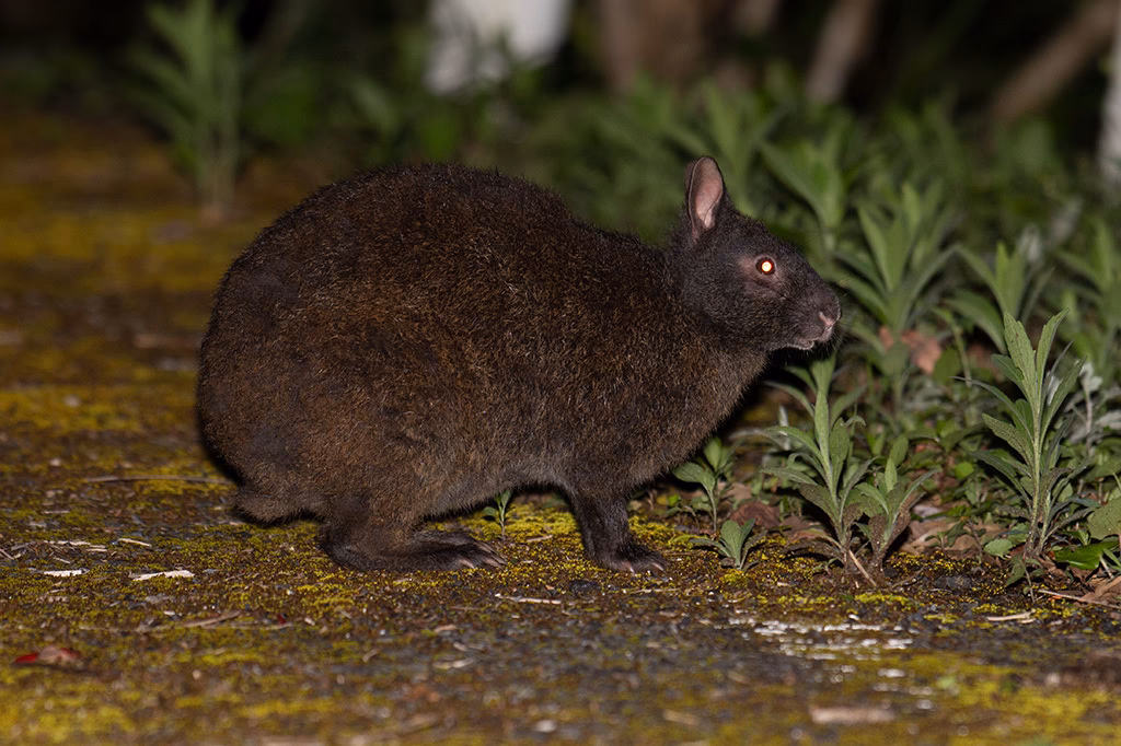 ¿Cómo se llama el conejo japonés?