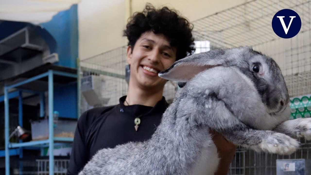 Are Flemish Giants good pets?