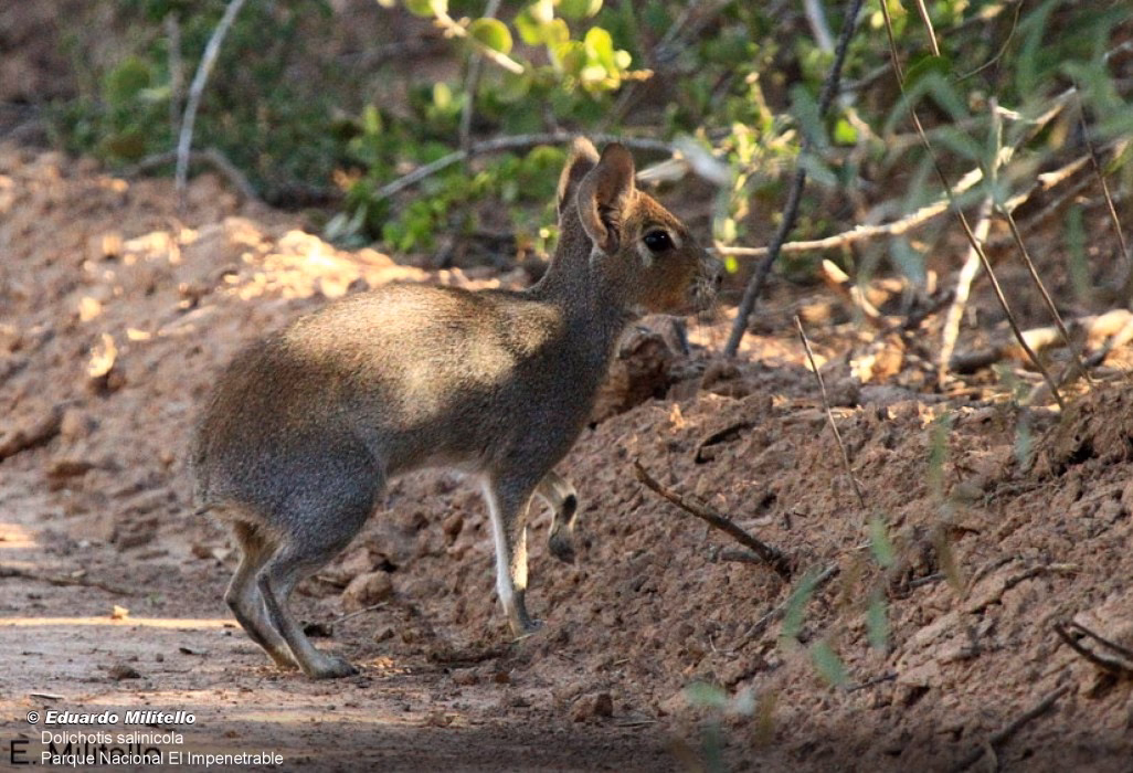 ¿Dónde vive el conejo de los palos?
