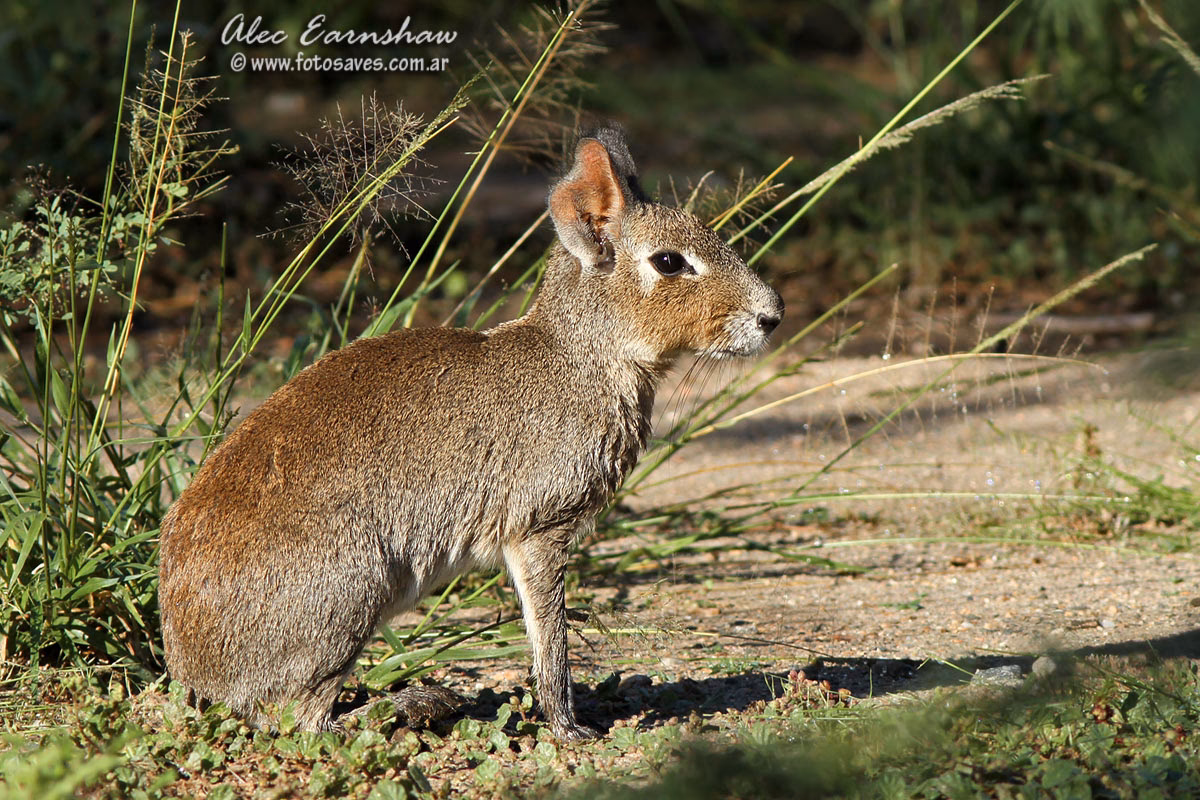 ¿Dónde vive el conejo de los palos?