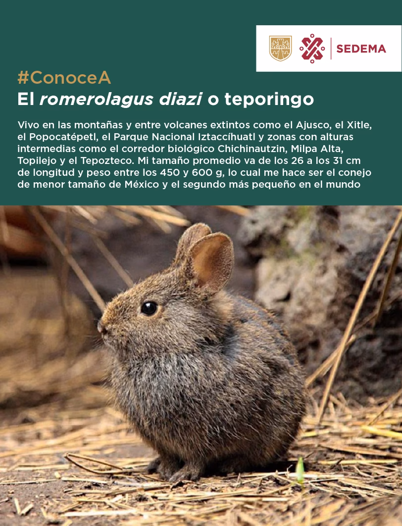 ¿Qué come el conejo de los volcanes?