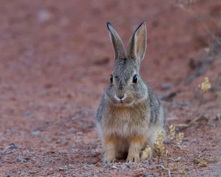 ¿Cómo identificar un conejo matorralero?