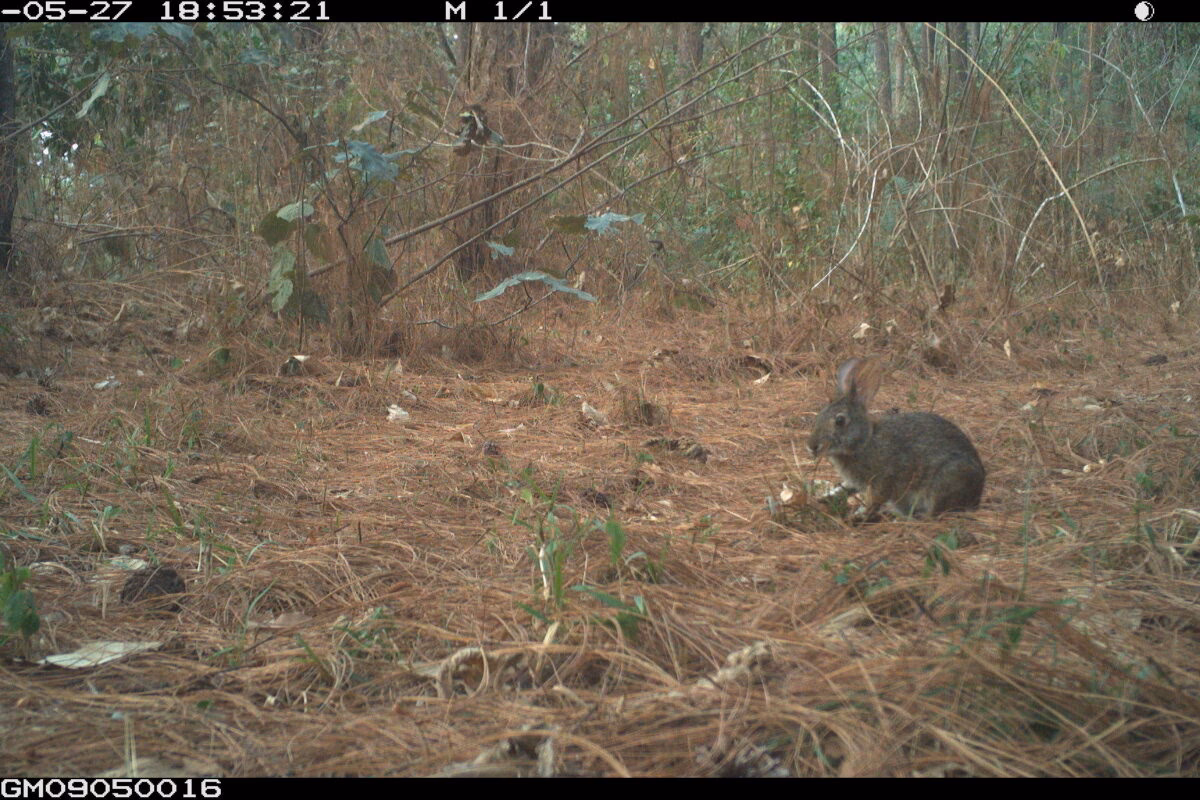 ¿Cómo se llama el conejo del desierto?