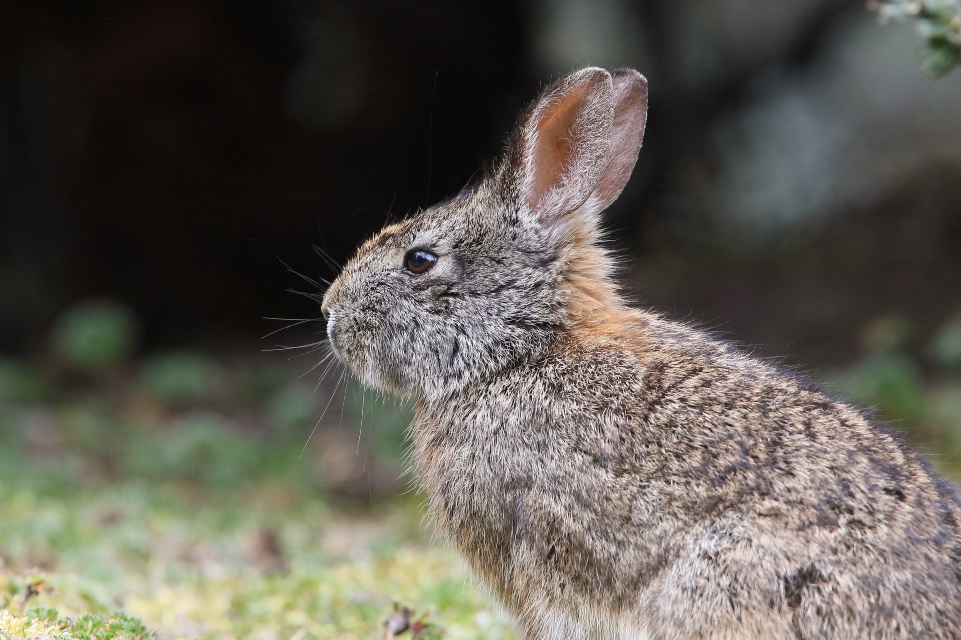 ¿Cómo se llama el conejo de Colombia?