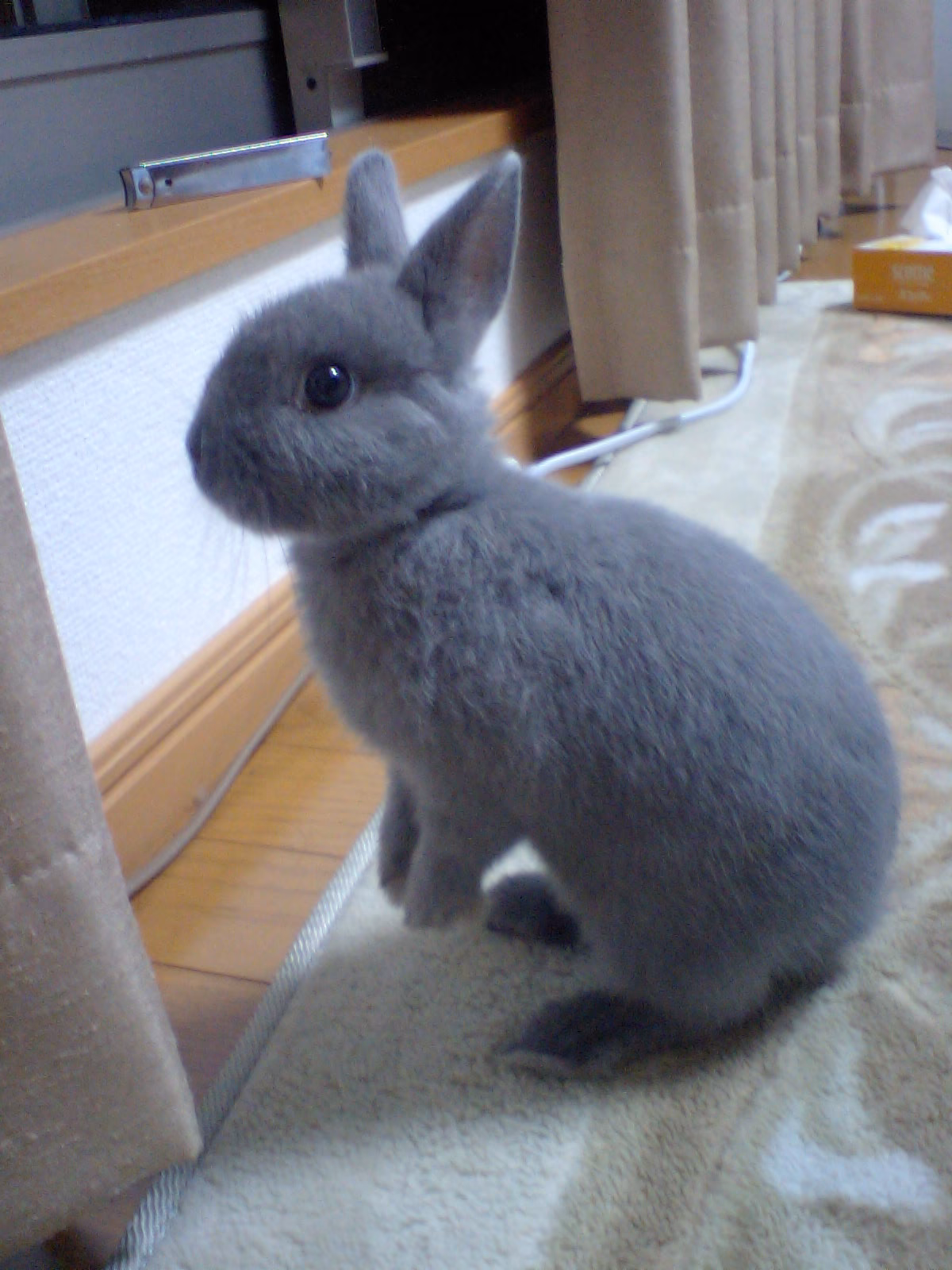 What is the life expectancy of a dwarf rabbit?