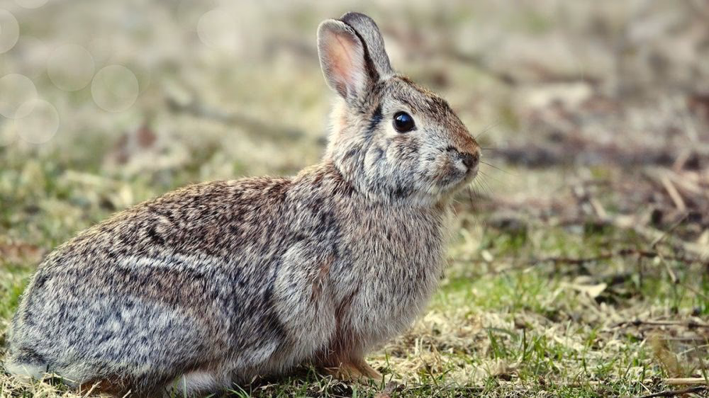 ¿Cómo se dice bestia en catalán?