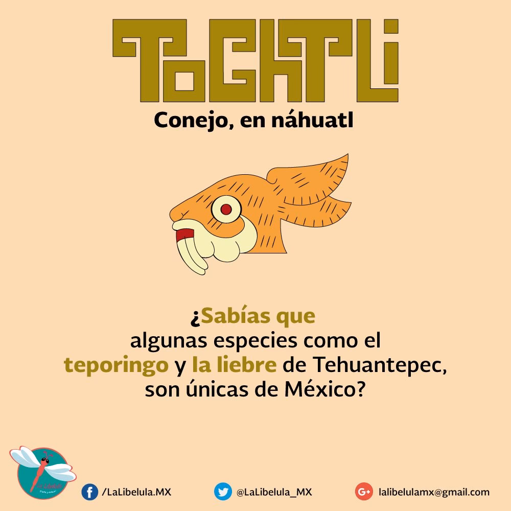 ¿Qué significa conejo en maya?