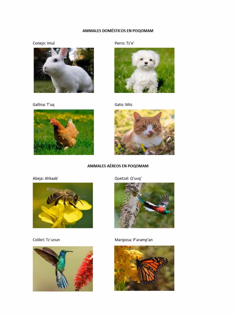 ¿Cómo se llaman los animales en poqomam?