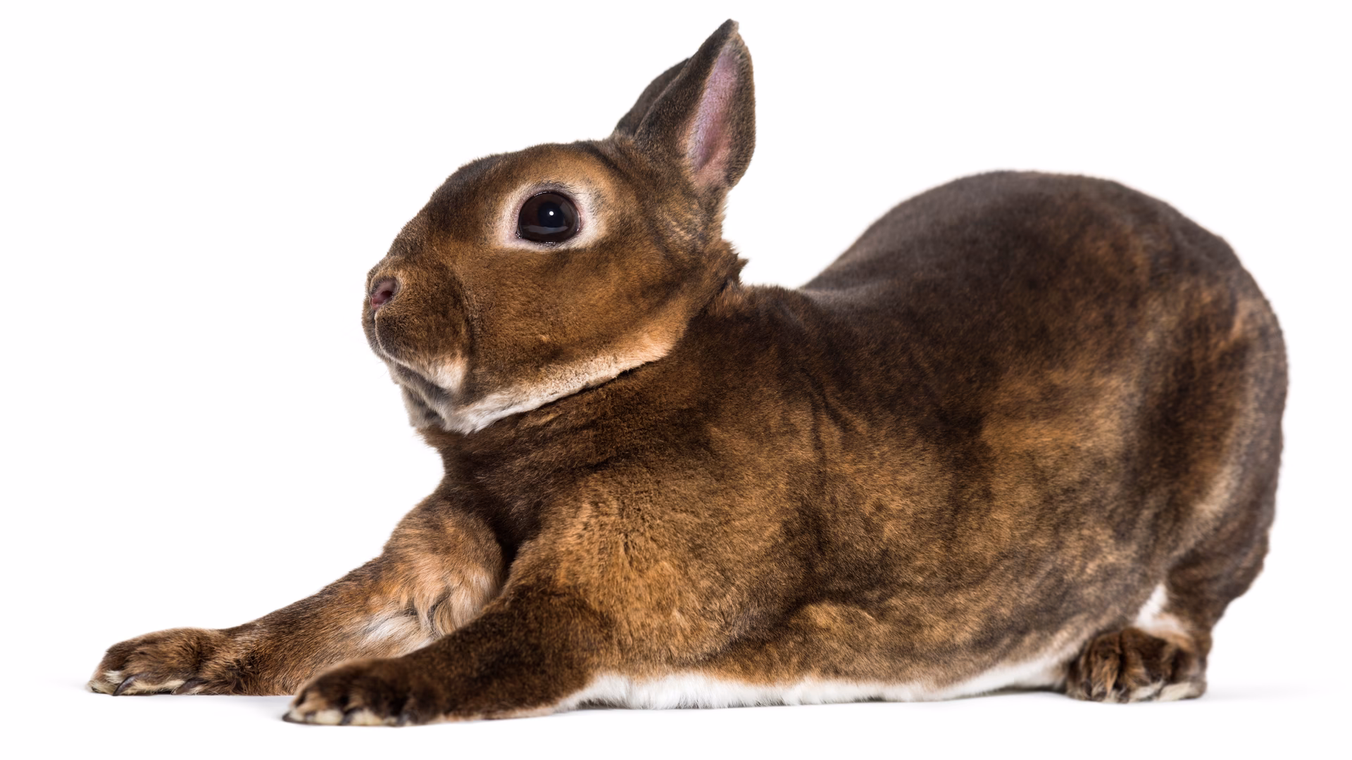 ¿Por qué a mi conejo le dan espasmos?