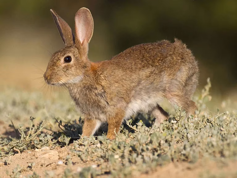 Do European rabbits live in America?