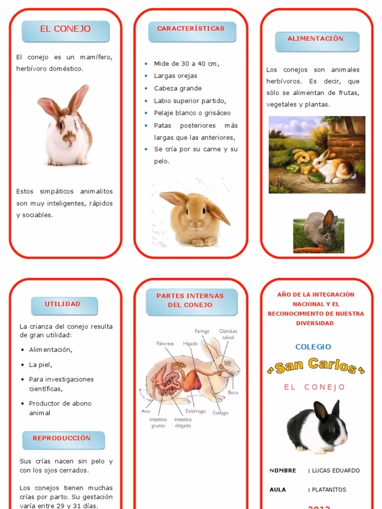 ¿Qué exponer sobre un conejo?