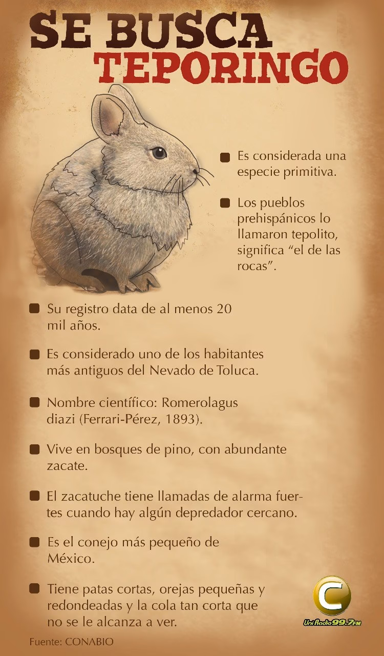 ¿Qué es el gran conejo extinto?