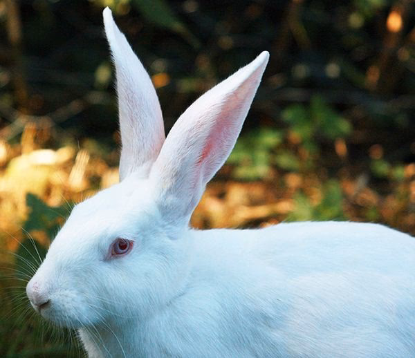What are white rabbits used for?