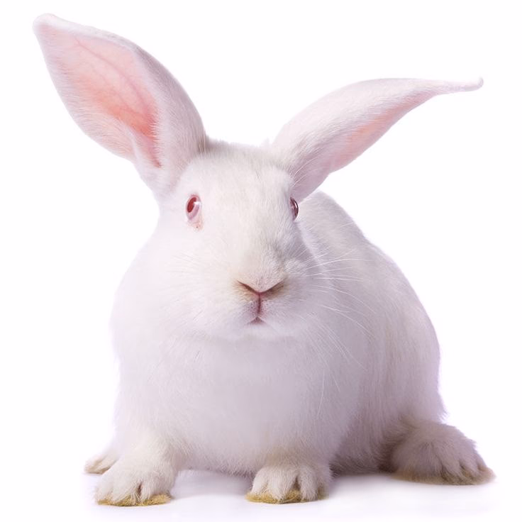 Are Florida white rabbits good for meat?