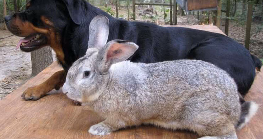¿Cuánto tarda en crecer un conejo gigante?