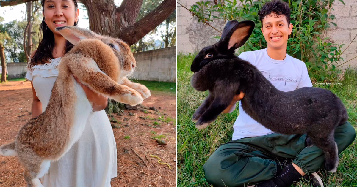 ¿Cuántos años vive un conejo gigante de Flandes?