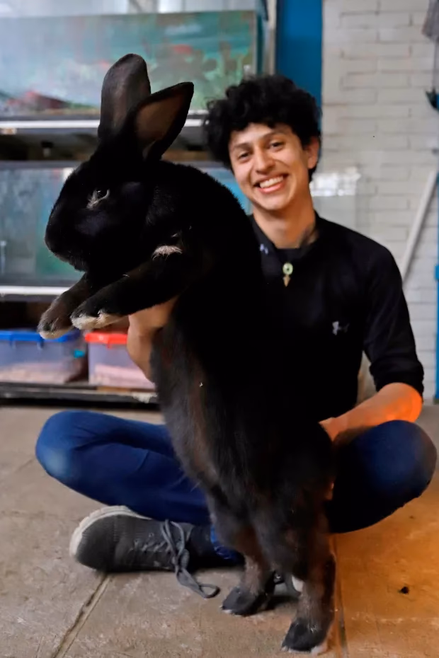 ¿Cuántas crías puede tener un conejo gigante de Flandes?