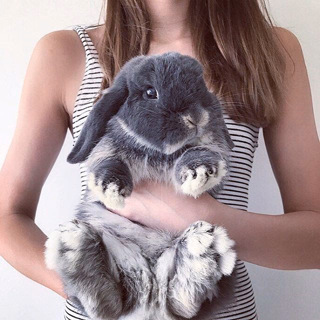 ¿Cuánto tiempo tarda en dar a luz una coneja gigante de Flandes?