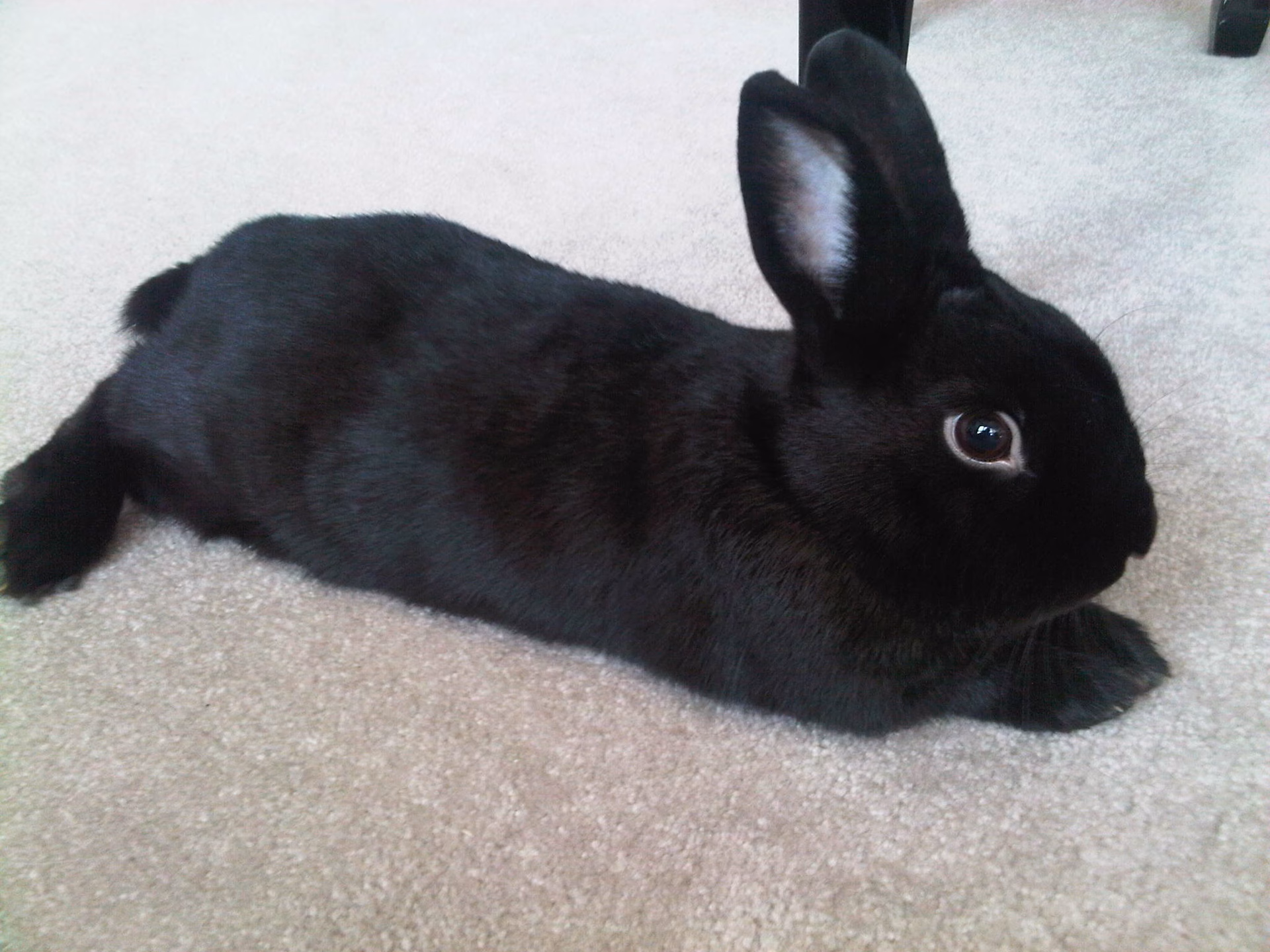 What is the friendliest bunny in the world?