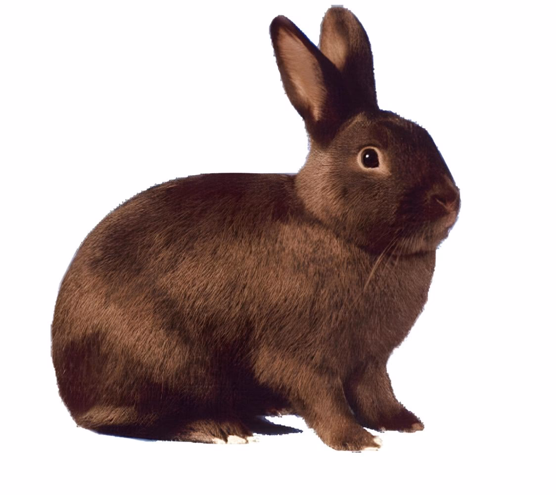 What is the friendliest bunny in the world?