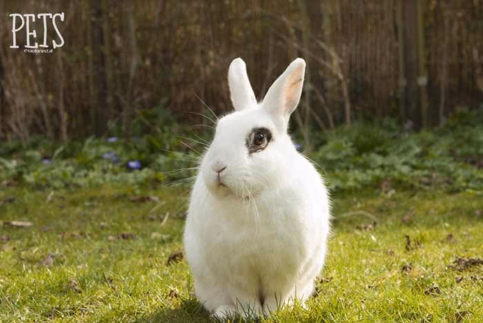 ¿Cómo se le dice a la hembra del conejo?