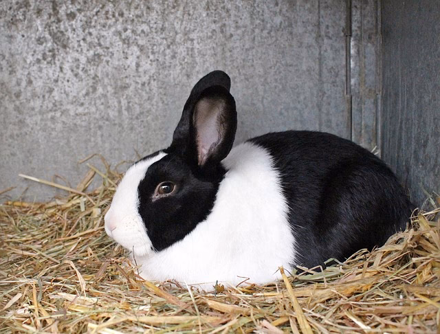 ¿Cómo saber si mi conejo es holandés?