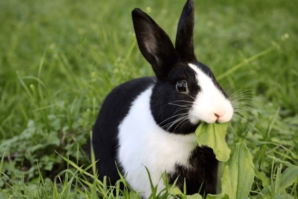 ¿Cuánto vale un conejo holandés?