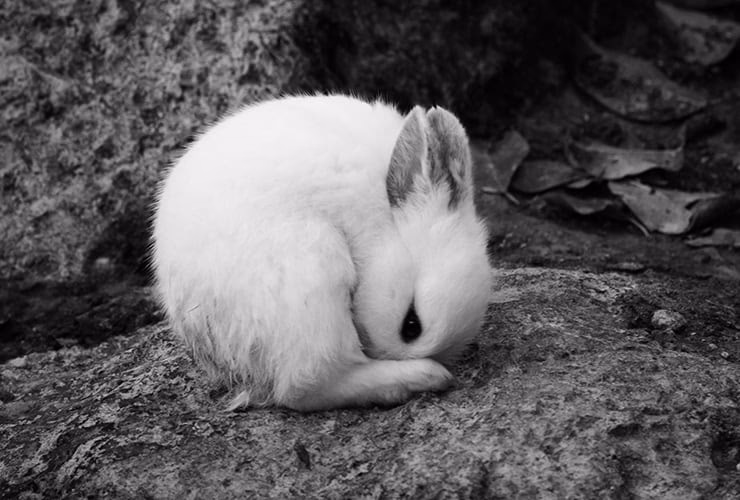 ¿Qué tamaño tiene un conejo Hotot?