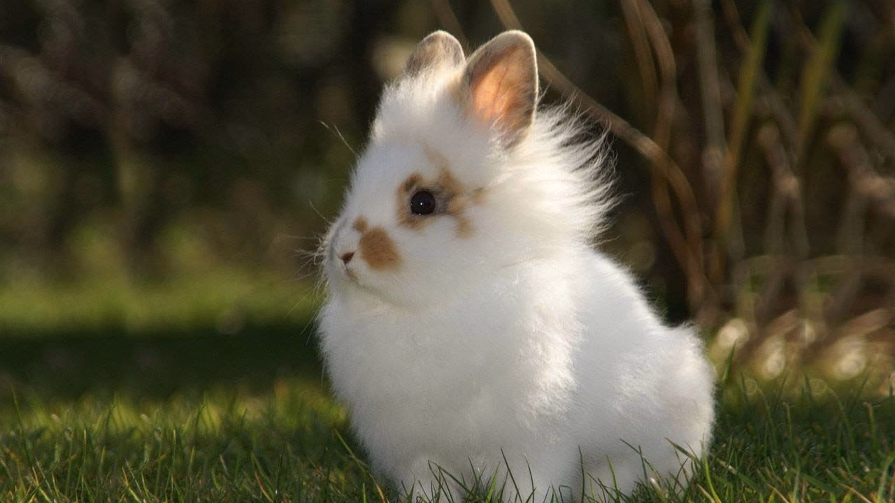 ¿Cuánto vive un conejo león?