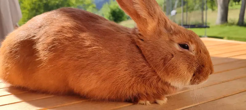 ¿Cuáles son algunas razas medianas de conejos?