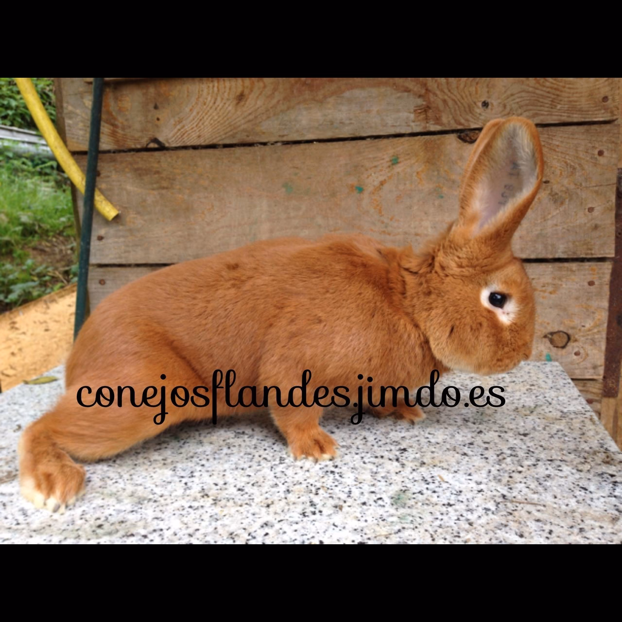 ¿De qué color son los conejos leonados?
