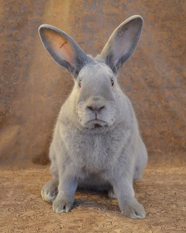 Is a pink rabbit real?