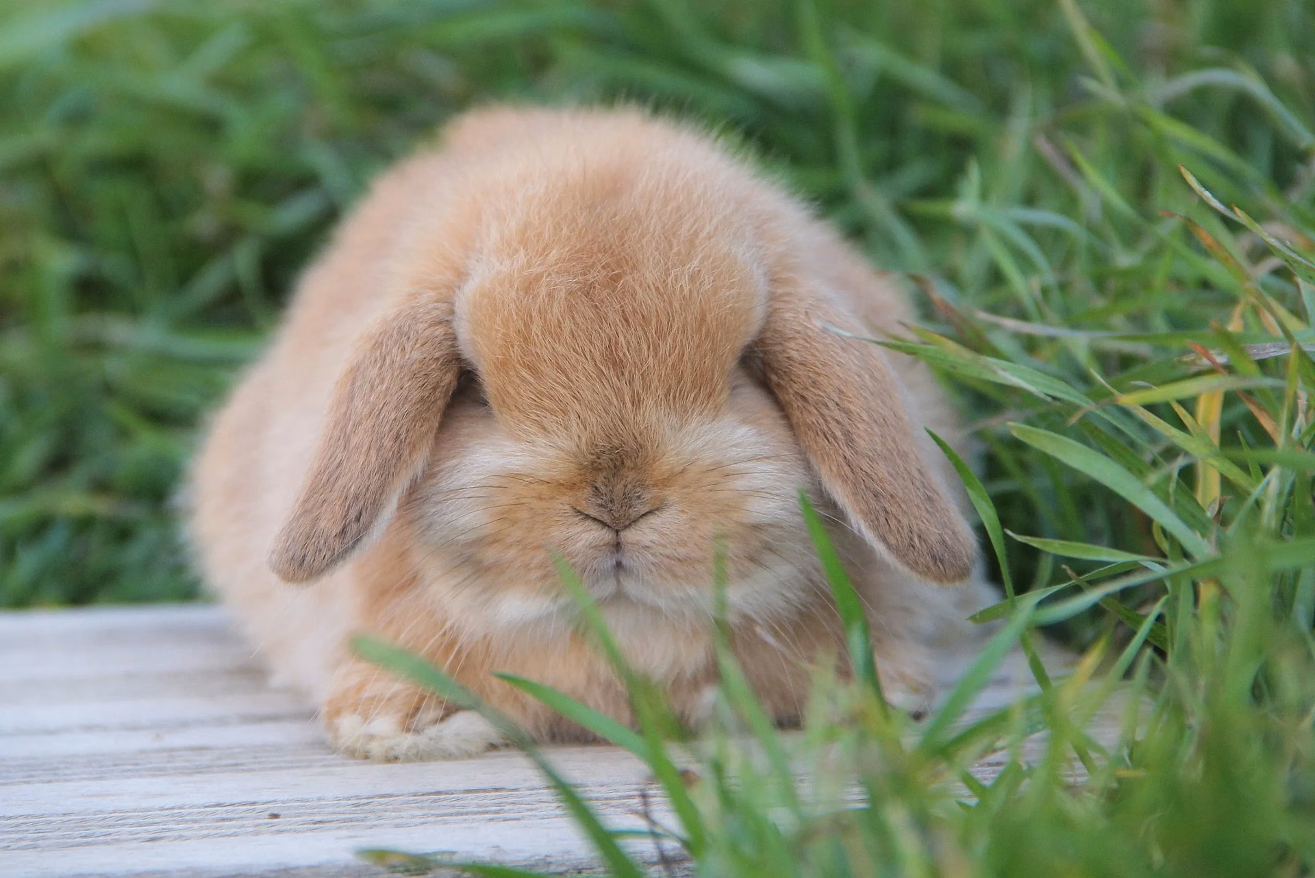 Are lop rabbits aggressive?