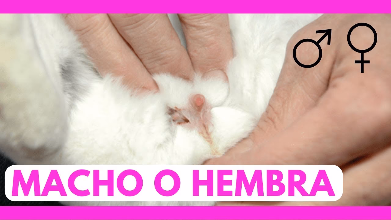 ¿Qué es mejor, tener un conejo macho o hembra?