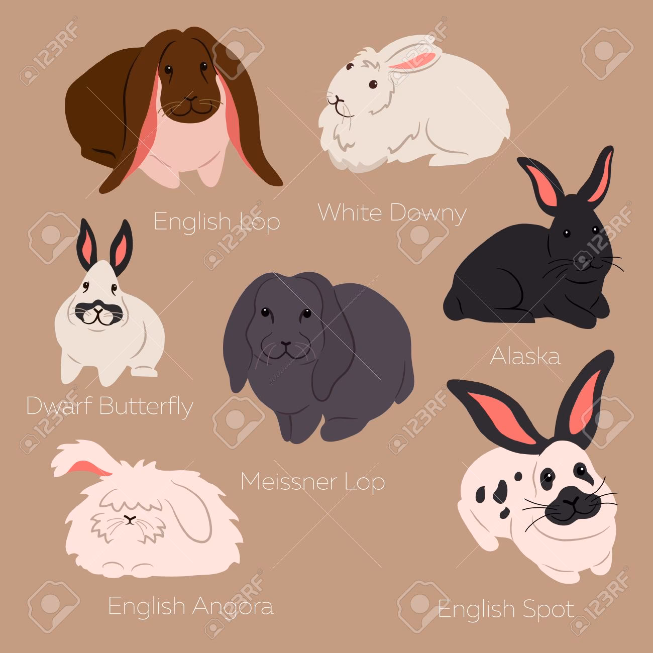 ¿Cuánto cuesta un conejo rex mariposa?