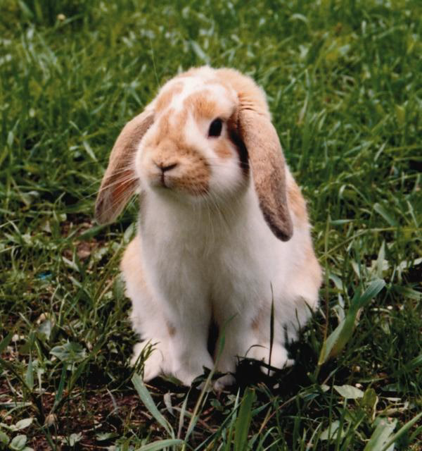 ¿Cuál es el origen del conejo Belier?