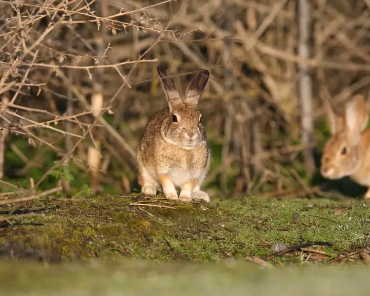 ¿Cuál es el hábitat del conejo matorralero de la isla San José?