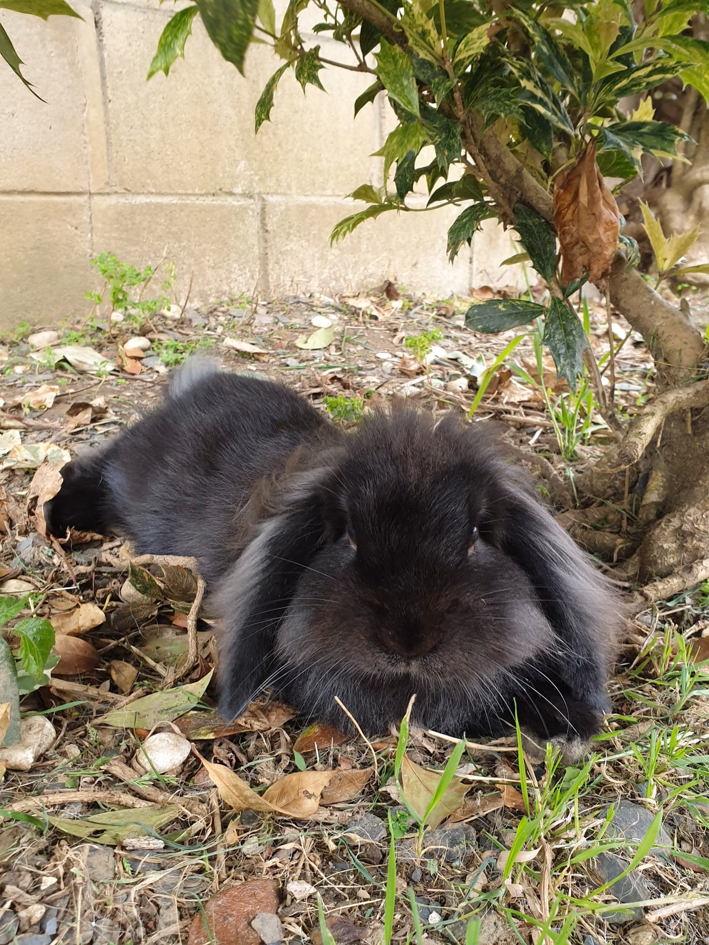 How big are Meissner lops?